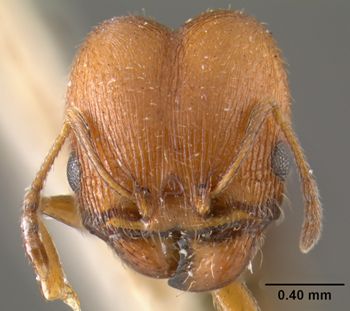 Media type: image;   Entomology 20728 Aspect: head frontal view